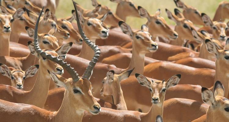 6 Days Best of Tanzania Safari. (Group Scheduled 4x4) - Seven Wonders Safaris 2