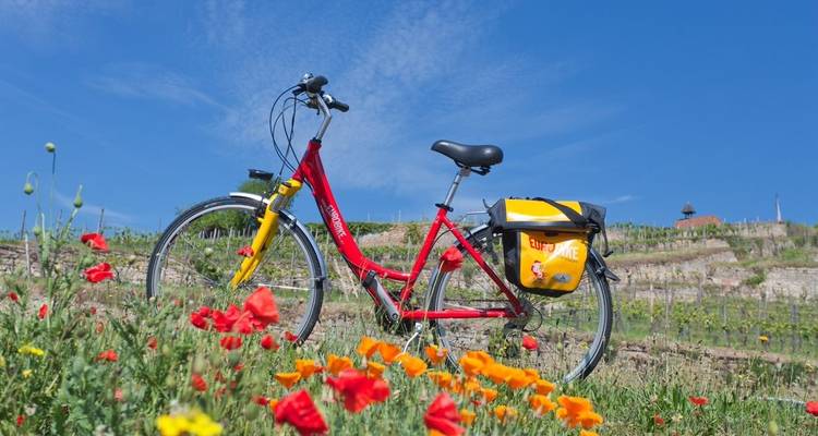 Rhine & Vines with Charm - Eurobike 6