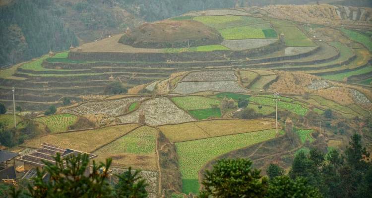 Cultivated terraced fields