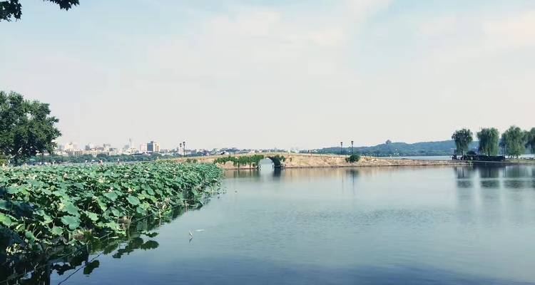 Peaceful lake with lotus plants and a distant bridge.