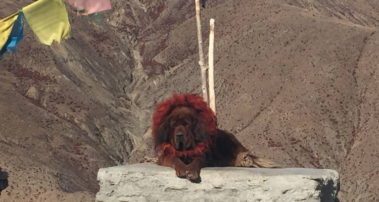 5-Day Classic Lhasa Tour: Potala Palace, Jokhang Temple, Drepung, Sera Monastery, Norbulinka, Yamdrok Lake - Silk Road Trips 6