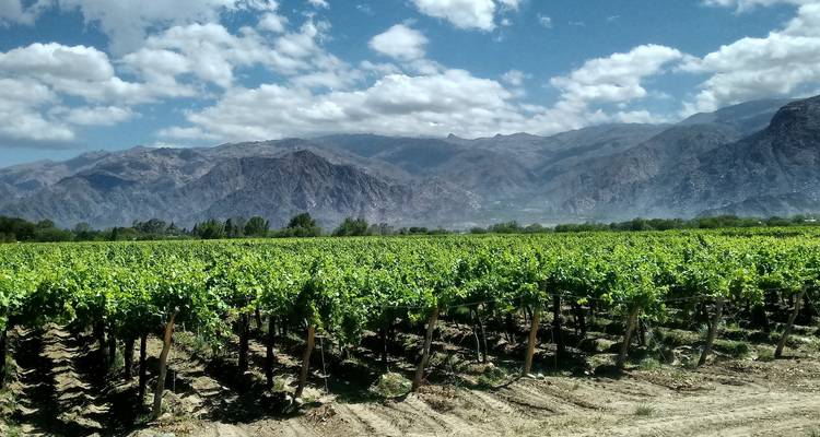 Vignoble avec des montagnes en arrière-plan sous un ciel bleu avec des nuages.