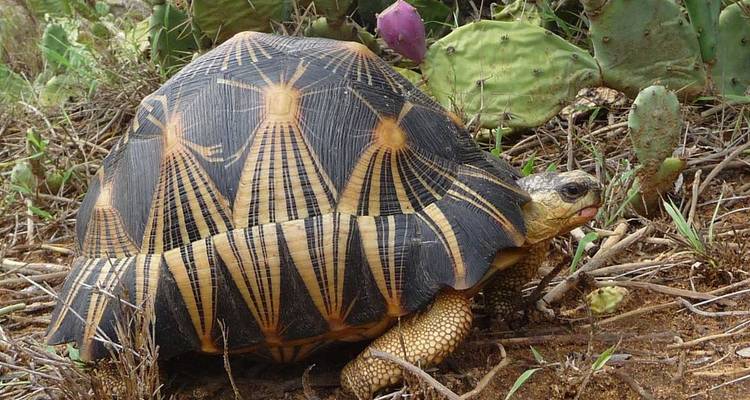 Schildkröte in der Wildnis zwischen Pflanzen.
