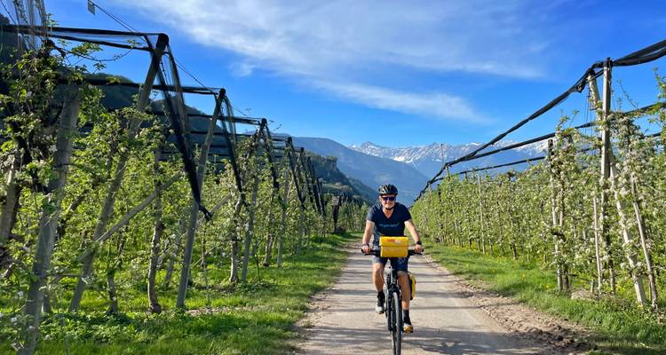 Solo fietser trapt voort op een smal landweggetje omzoomd door fruitbomen en sneeuwtoppen.