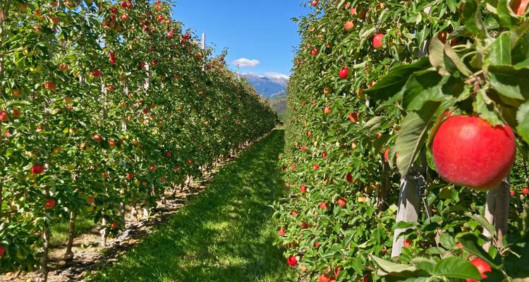 Rij met rijpe rode appels in een zonnige boomgaardpad met blauwe lucht.