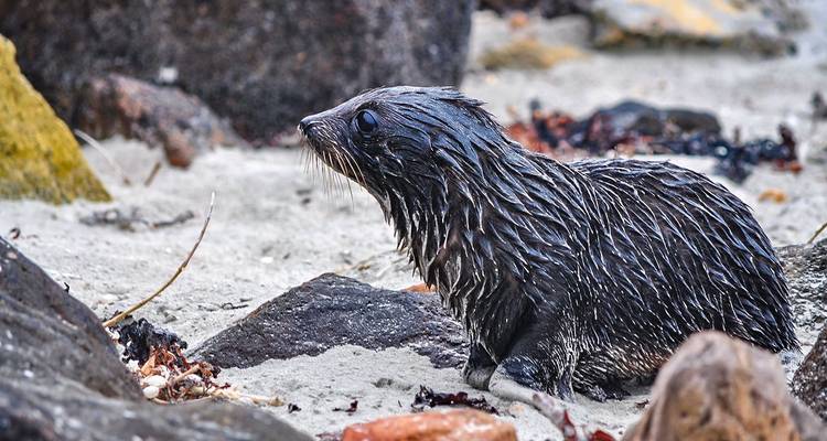 Tailor-Made 19-Day Patagonia Wildlife Tour with Daily Departure and Private Guide - Agate Travel 3