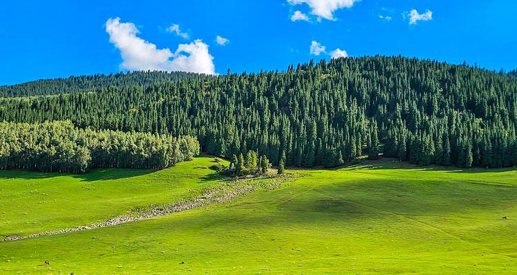 Forêt et prairies vertes sous un ciel bleu.