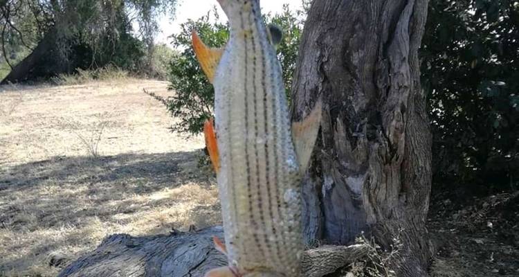 8 jours d'itinéraire de visite de la nature au Botswana et au Zimbabwe : à la rencontre du gibier zimbabwéen. - Little Roz Tours 4