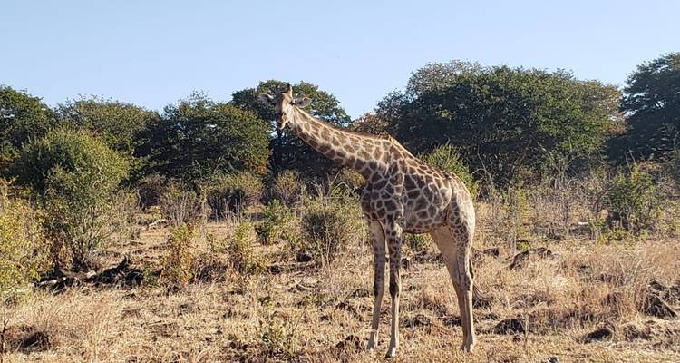 8 jours d'itinéraire de visite de la nature au Botswana et au Zimbabwe : à la rencontre du gibier zimbabwéen. - Little Roz Tours 9
