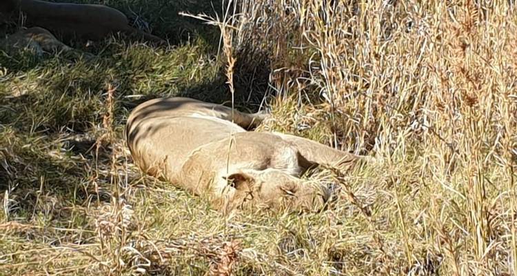 8 jours d'itinéraire de visite de la nature au Botswana et au Zimbabwe : à la rencontre du gibier zimbabwéen. - Little Roz Tours 10