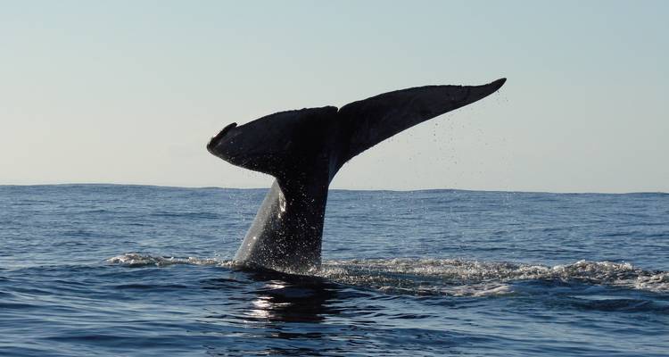 Voyage idéal entre terre et mer - Green Island Discovery 8