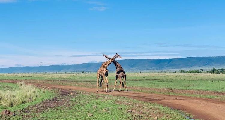 Circuito privado de 4 días a Masai Mara, lago Nakuru y Elementaita - Little Roz Tours 1