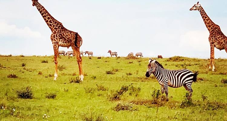 Circuito privado de 4 días a Masai Mara, lago Nakuru y Elementaita - Little Roz Tours 2