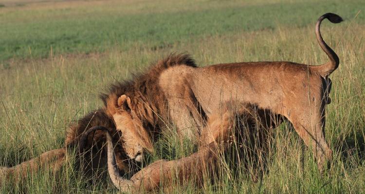 Circuito privado de 4 días a Masai Mara, lago Nakuru y Elementaita - Little Roz Tours 3
