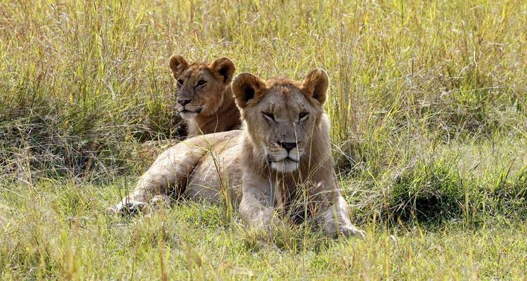 Circuito privado de 4 días a Masai Mara, lago Nakuru y Elementaita - Little Roz Tours 7