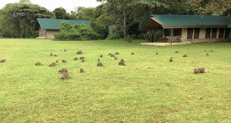 5 Días Masai Mara, Nakuru, Naivasha, Circuito conjunto económico - Little Roz Tours 1