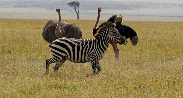 5 Días Masai Mara, Nakuru, Naivasha, Circuito conjunto económico - Little Roz Tours 2