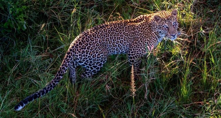 5 Días Masai Mara, Nakuru, Naivasha, Circuito conjunto económico - Little Roz Tours 4