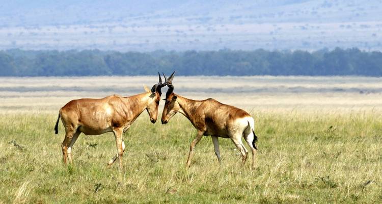 5 Días Masai Mara, Nakuru, Naivasha, Circuito conjunto económico - Little Roz Tours 6