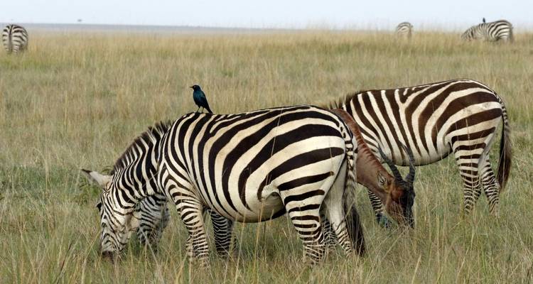5 Días Masai Mara, Nakuru, Naivasha, Circuito conjunto económico - Little Roz Tours 7