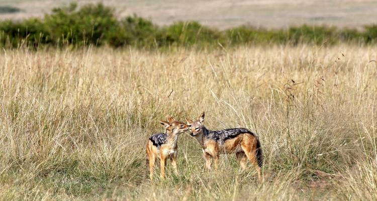 5 Días Masai Mara, Nakuru, Naivasha, Circuito conjunto económico - Little Roz Tours 8