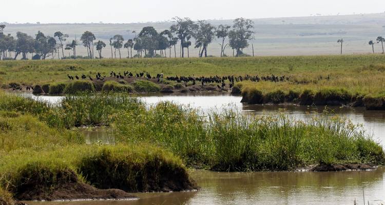 5 Días Masai Mara, Nakuru, Naivasha, Circuito conjunto económico - Little Roz Tours 9