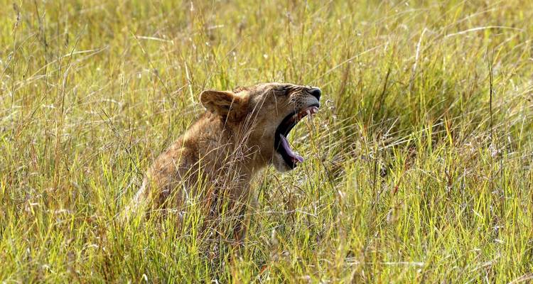 5 Días Masai Mara, Nakuru, Naivasha, Circuito conjunto económico - Little Roz Tours 10
