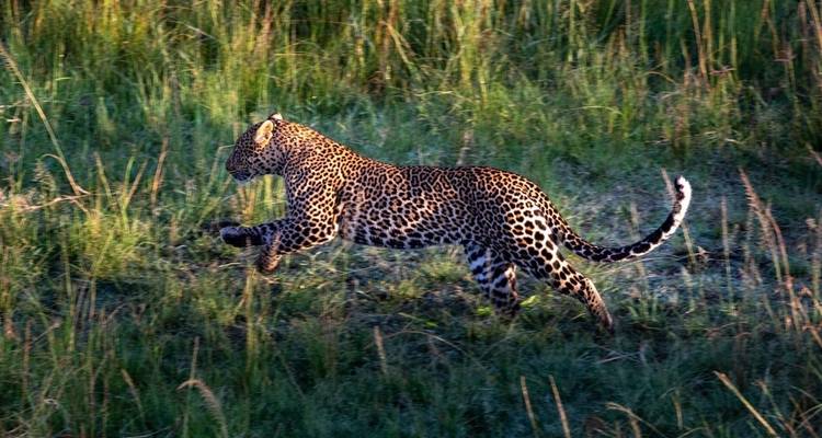 3-Day Famous Masai Mara Budget Camping Safari 2020-2021 - Little Roz Tours 4