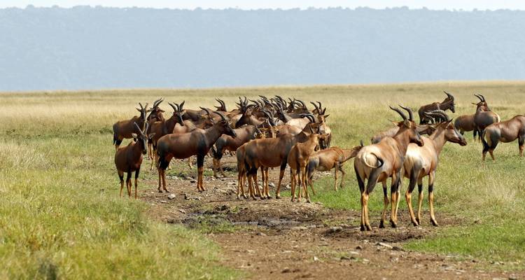 3-Day Famous Masai Mara Budget Camping Safari 2020-2021 - Little Roz Tours 7