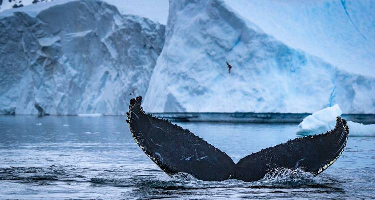 Voyage vers le cercle antarctique - Intrepid Travel 2