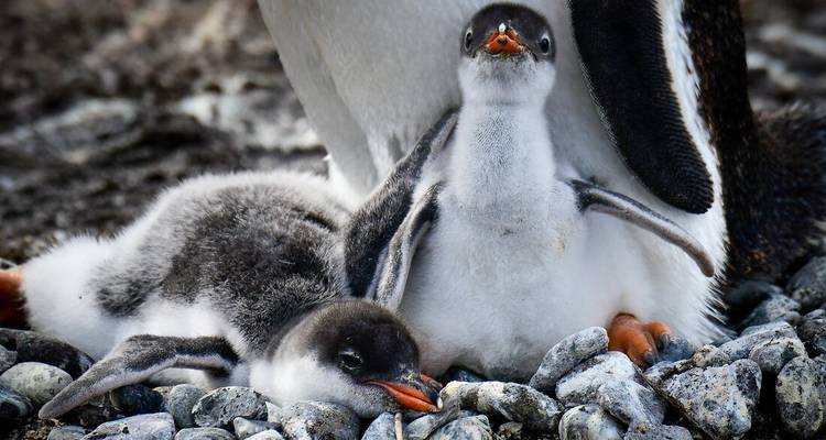 Voyage vers le cercle antarctique - Intrepid Travel 9