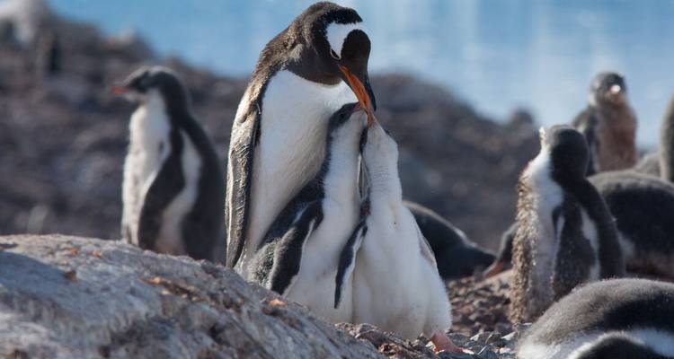 Best of Antarctica In Depth - Intrepid Travel 4