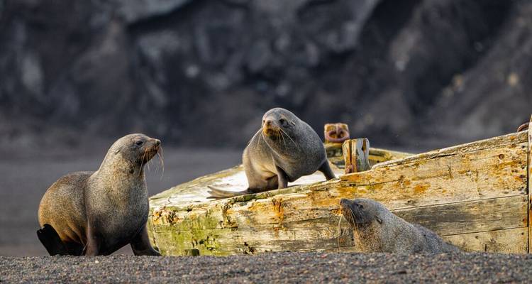 Best of Antarctica In Depth - Intrepid Travel 10