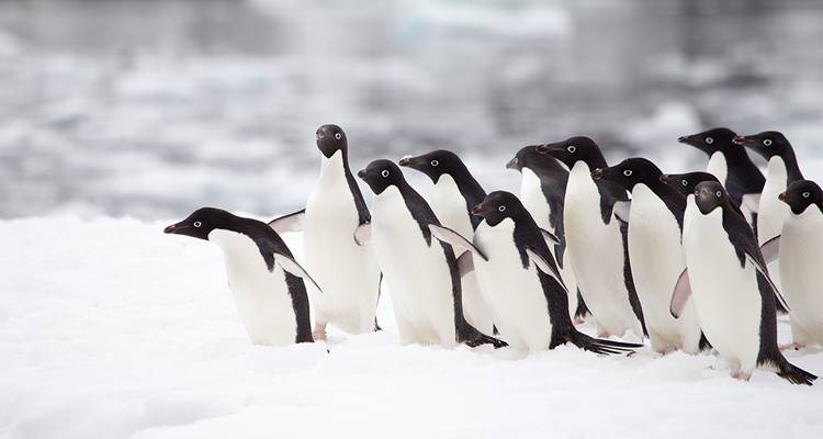 Best of Antarctica In Depth - Intrepid Travel 5
