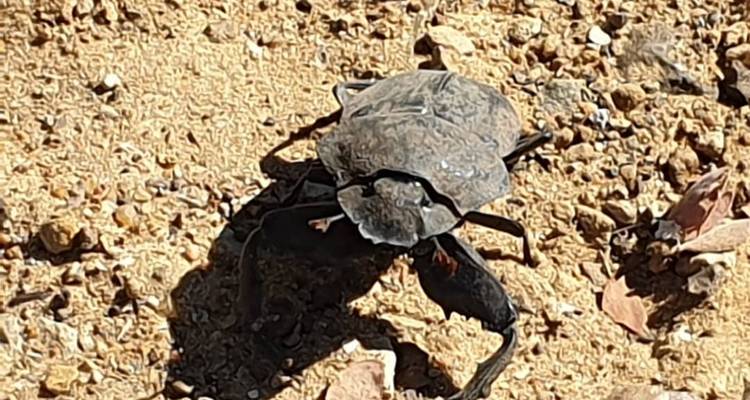 Circuit économique de 5 jours entre les chutes Victoria et le parc national de Hwange - Little Roz Tours 7