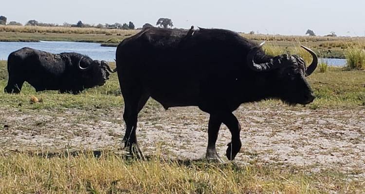 Circuit économique de 5 jours entre les chutes Victoria et le parc national de Hwange - Little Roz Tours 1