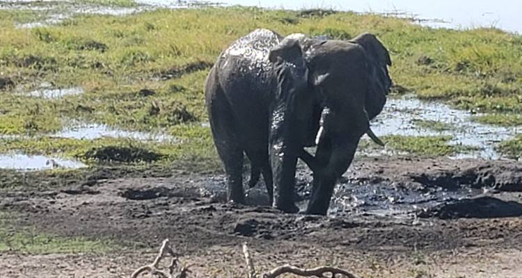 Circuit économique de 5 jours entre les chutes Victoria et le parc national de Hwange - Little Roz Tours 9