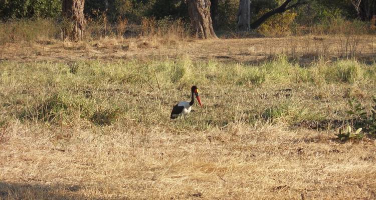 Circuit économique de 5 jours entre les chutes Victoria et le parc national de Hwange - Little Roz Tours 10