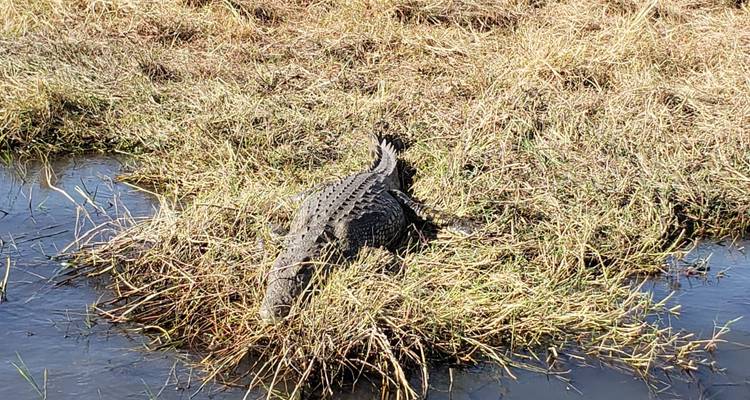 1-Day Hwange Game Drive Full Day - Little Roz Tours 4