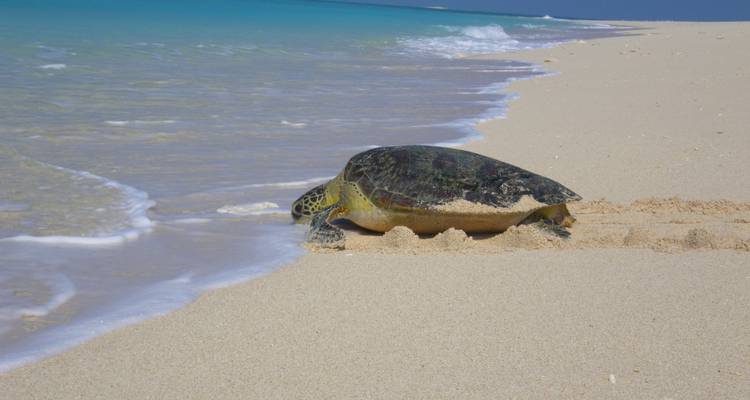 Schildpad op een zandstrand met blauwe oceaangolven.