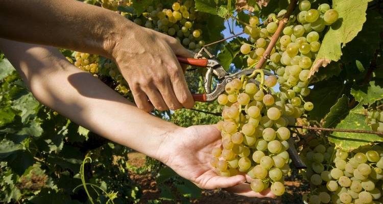 Excursiones ecológicas en Istria y Eslovenia 8 días, en coche - Gulliver Travel 4