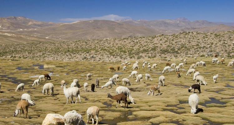 Huaraz, the Heart of the Mountains - Semi-private tour - LimaTours 2