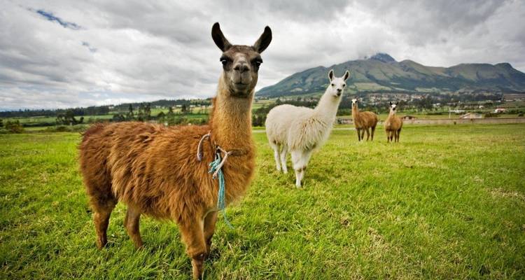 Huaraz, the Heart of the Mountains - Semi-private tour - LimaTours 7