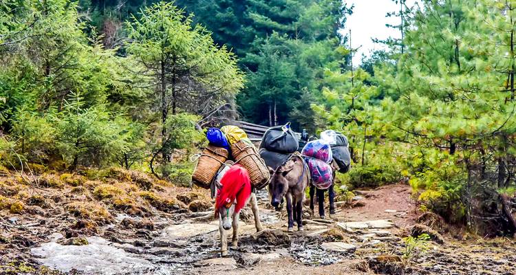 Pakdieren die lasten dragen op een bospad.