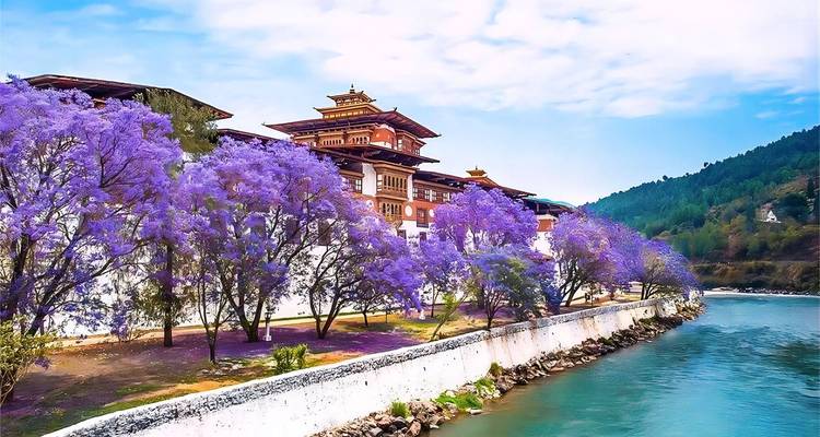 Punakha Dzong omringd door bloeiende jacarandabomen langs de rivier.