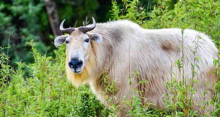 Een takin staat in groene begroeiing en kijkt naar de camera.