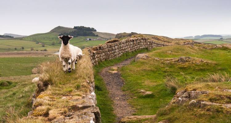 Un mouton solitaire se tient sur l'ancien sentier de pierre du Mur d'Hadrien, entouré de collines verdoyantes ondulantes.