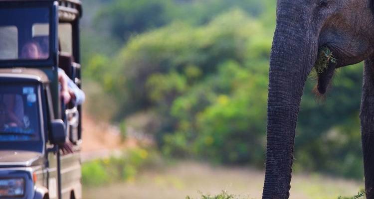 Jeep de safari s'approchant d'un éléphant debout à côté d'un chemin de terre dans une réserve