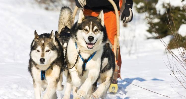 Aventure hivernale en Alaska - Intrepid Travel 5