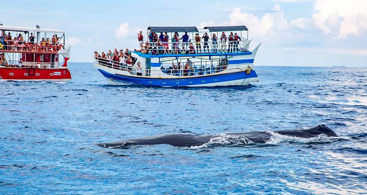 Touristen auf einem Boot beobachten einen Wal und sein Kalb im Ozean.